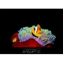 Sobainsky, W.: Aquatic 2010: Von namhaften Fotografen in der ganzen Welt eingefangen