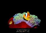 Sobainsky, W.: Aquatic 2010: Von namhaften Fotografen in der ganzen Welt eingefangen
