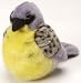 Kirlands Warbler Audubon Bird