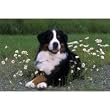 Bernese Mountain Dog Floor Mat