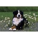 Bernese Mountain Dog Floor Mat