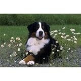 Bernese Mountain Dog Floor Mat