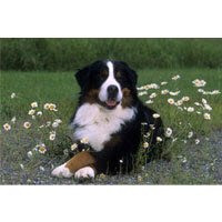 Bernese Mountain Dog Floor Mat