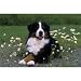 Bernese Mountain Dog Floor Mat