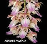Aerides falcata 556S