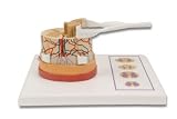 3B Scientific C41 Spinal Cord Model, 5 Times Life Size, 10.2