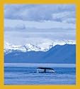 Summer Cruise (Humpback Whale Tail) Bookmark