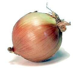 Yellow Dutch Shallot Bulbs