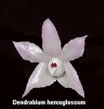 Dendrobium hercoglossum 412