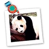 Wild animals - Panda Bear - Quilt Squares