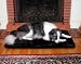 Precision Pet SnooZZy Sleeper Mat, Jumbo 6000, 49" x 30", Black