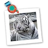 Tigers - White Tiger - Quilt Squares