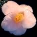 Camellia 