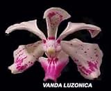 Vanda luzonica 303S