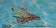 Green Peeking Caddis Emerger