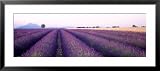 Lavender Field, Plateau De Valensole, France Cuisine Framed Art Poster Print by Panoramic Images, 43x19