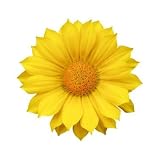 24 Bunches of Yellow Daisies
