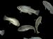 Endangered Desert Pupfish at the North Carolina Zoo Photographic Poster Print by Joel Sartore, 18x24