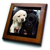 Dogs Labrador Retriever - Black and Yellow Lab Puppies - Framed Tiles