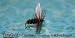 Coachman Dry Fly