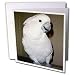 Birds - Umbrella Cockatoo - Greeting Cards-12 Greeting Cards with envelopes