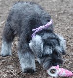 Puppy Kong Binkie Small