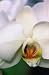Phalaenopsis Hybrid White Orchid - 24