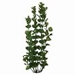 Moneywort Aquarium Plant, 9" Green
