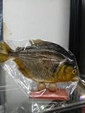 ブラジル アマゾン州マナウス直輸入品 ピラニアの剥製 置物 サイズL