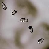 Review Peter Gabriel  / Up