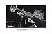 Louis Armstrong by Ted Williams - Fine Art Print / Poster - 36.00 x 24.00
