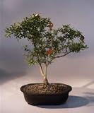 Flowering Dwarf Pomegranate Bonsai Tree.(punica granatum)