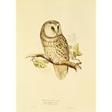 Tengmalms owl, by Edward Lear (Print On Demand)