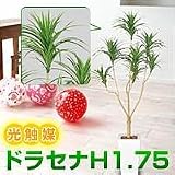 �����ޡ��ɥ饻��H1.75��Y3004