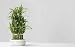 Lucky Bamboo - 18