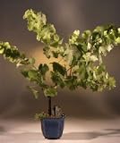 Grapevine Bonsai Tree.(cabernet sauvignon)