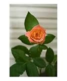Digital Rose Five Photographic Poster Print by Sharon Sandlin, 16x20