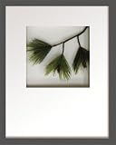 �s���[�t�A�[�g�tHana concept frame Pine pick III�i��3�j