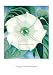 ポスター ジョージア オキーフ Jimson Weed 1932でAmazonアフィリエイトツール