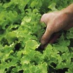 SUTTONS SEEDS: Lettuce Salad Bowl Seeds (1,300 seeds)