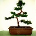 Sacred Japanese Cedar - 20 Seeds - Cryptomeria japonica