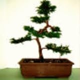 Sacred Japanese Cedar - 20 Seeds - Cryptomeria japonica