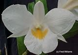 Dendrobium formosum 946
