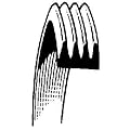 Whirlpool Dryer Belt 341241