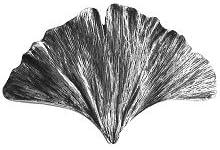 Notting Hill DH Gingko Leaf (NHK147-BN) - Brite Nickel