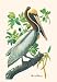 Brown Pelican - Paper Poster (18.75 x 28.5)
