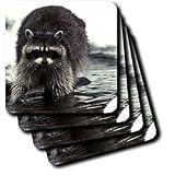 Wild animals - Raccoon, Raccoons - Coasters