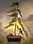 Bonsai Boy's Juniper Bonsai Tree juniper procumbens nana