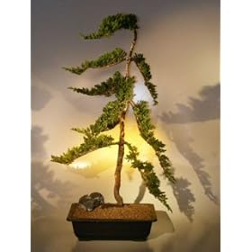 Bonsai Boy's Juniper Bonsai Tree juniper procumbens nana