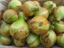 無農薬 新玉ねぎ 兵庫県産 【5ｋｇ】約25玉　農家直送！トップファームよりお届け！